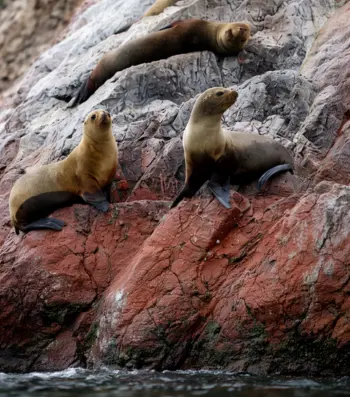 Islas ballestas tour full day paracas