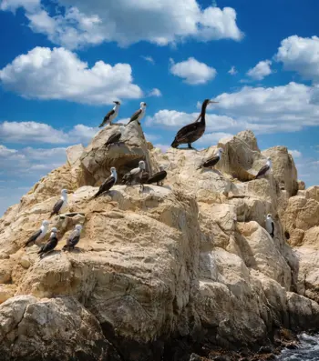 aves guaneras en las islas ballestas tour full day paracas