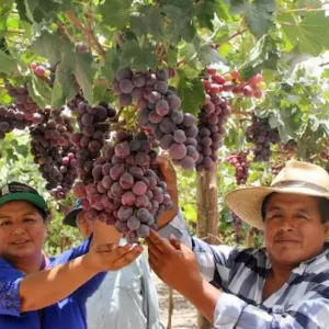 Origen e historia del festival de la vendimia en Ica