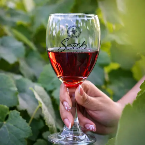 Degustación de piscos y vinos en Bodega Sotelo