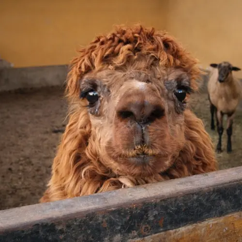 Visita al Establo y Minizoo Hacienda La Caravedo Full Day